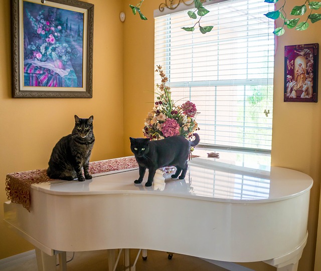 klavír a kočky